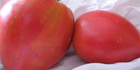 Danko paradajz: recenzije, fotografije, prinos